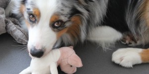 Beitragsbild des Blogbeitrags Yoga mit Haustieren