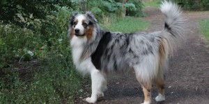 Beitragsbild des Blogbeitrags Leben mit Hund – Teil II