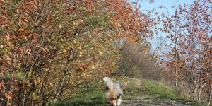 Beitragsbild des Blogbeitrags Goldene Blätter & fetzblauer Himmel 