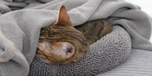 Beitragsbild des Blogbeitrags Schlaf, Katze, Schlaf 