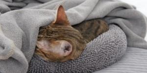 Beitragsbild des Blogbeitrags Schlaf, Katze, Schlaf