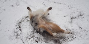 Beitragsbild des Blogbeitrags Impressionen der Woche