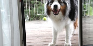 Beitragsbild des Blogbeitrags Wieviel Zeit braucht ein Hund?