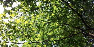 Beitragsbild des Blogbeitrags Zitat des Tages