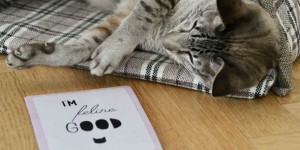 Beitragsbild des Blogbeitrags Cat Content ^^