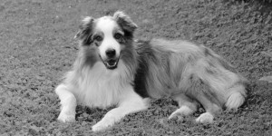 Beitragsbild des Blogbeitrags Ruhe in Frieden Achilles