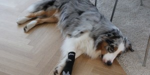 Beitragsbild des Blogbeitrags Impressionen der Woche