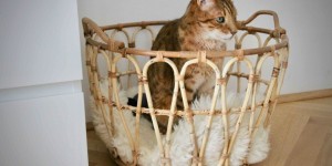 Beitragsbild des Blogbeitrags Über Katzentatzen und die Liebe zu Stubentigern 