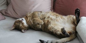 Beitragsbild des Blogbeitrags Entspannt wie eine Katze