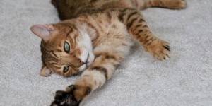 Beitragsbild des Blogbeitrags Da kann man sich etwas abschauen – Entspanntes Katzenleben 
