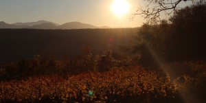 Beitragsbild des Blogbeitrags Gedanken zu Allerseelen