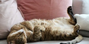 Beitragsbild des Blogbeitrags Übung der Woche – Zu Hause bleiben