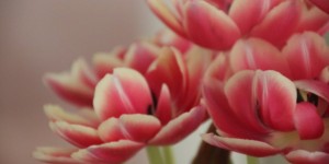 Beitragsbild des Blogbeitrags Frohe Ostern