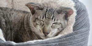 Beitragsbild des Blogbeitrags Wenn Katzen trauern – Tipps & Empfehlungen 
