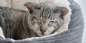 Beitragsbild des Blogbeitrags Wenn Katzen trauern – Tipps & Empfehlungen