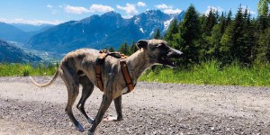 Beitragsbild des Blogbeitrags Urlaub in Osttirol – Sommer 2020