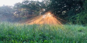 Beitragsbild des Blogbeitrags Spazieren & Spaß mit Hund in der Natur