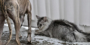 Beitragsbild des Blogbeitrags Ein neues Haustier: Hund oder Katze?