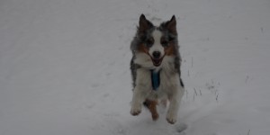 Beitragsbild des Blogbeitrags Walking in a Winter Wonderland