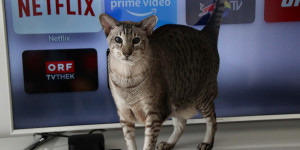 Beitragsbild des Blogbeitrags Drei Mal Ablenkung – Netflix, Prime und YouTube Tipps