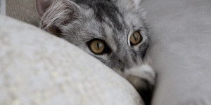 Beitragsbild des Blogbeitrags Katzenfotos zur Aufmunterung
