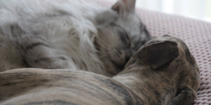 Beitragsbild des Blogbeitrags Katze und Hund – Verstehen sich die beiden? 