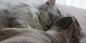Beitragsbild des Blogbeitrags Katze und Hund – Verstehen sich die beiden?