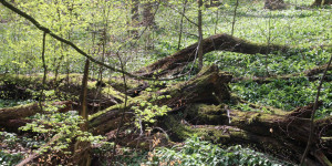 Beitragsbild des Blogbeitrags Waldbaden & Entspannen