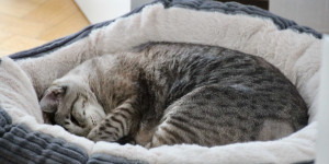 Beitragsbild des Blogbeitrags Wenn die Katze krank ist
