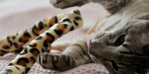 Beitragsbild des Blogbeitrags Spielende Katzen bei Regenwetter