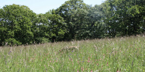 Beitragsbild des Blogbeitrags Sommerlicher Spaziergang – Zeckenschutz nicht vergessen