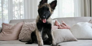 Beitragsbild des Blogbeitrags Die ersten vier Wochen mit einem belgischen Schäferhund Welpen