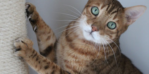 Beitragsbild des Blogbeitrags Must Haves für Katzen – Tipps für die Katzenhaltung 