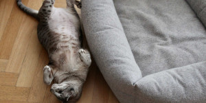 Beitragsbild des Blogbeitrags Goldimplantation bei der Katze – Unsere Erfahrungen 