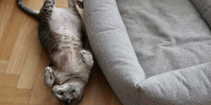 Beitragsbild des Blogbeitrags Goldimplantation bei der Katze – Unsere Erfahrungen