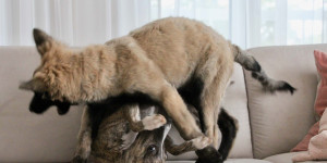 Beitragsbild des Blogbeitrags Die ersten Monate mit Zweithund