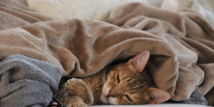 Beitragsbild des Blogbeitrags Home is where the cat is