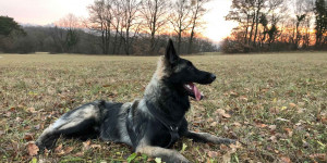 Beitragsbild des Blogbeitrags Die ersten Monate mit einem belgischen Schäferhund 