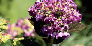 Beitragsbild des Blogbeitrags Der Traum vom eigenen Garten