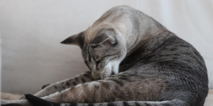Beitragsbild des Blogbeitrags Ganz große Katzenliebe