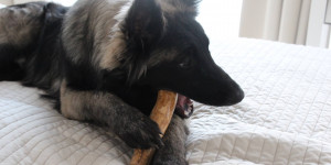 Beitragsbild des Blogbeitrags Wenn der Hund alles ankaut – Kausnacks & Co für kaufreudige Hunde
