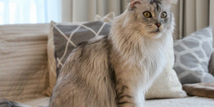 Beitragsbild des Blogbeitrags Titus, der Harakiri Kater