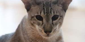Beitragsbild des Blogbeitrags Wir vermissen dich, Smilla
