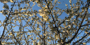 Beitragsbild des Blogbeitrags Plötzlich Allergie? Was hilft?
