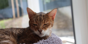 Beitragsbild des Blogbeitrags Von der Wohnungskatze zur Hauskatze 