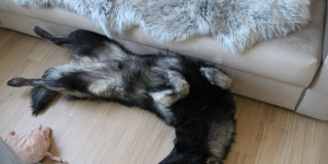 Beitragsbild des Blogbeitrags Home Office Hunde