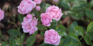 Beitragsbild des Blogbeitrags Über blühende Rosen, Hauskatzen im Garten & andere Dinge 