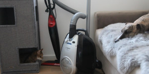 Beitragsbild des Blogbeitrags Sauberer Haushalt mit Hund und Katze – Dampfreiniger, Staubsauger & Akkustaubsauger