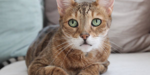 Beitragsbild des Blogbeitrags Ruhe in Frieden Königin Katze