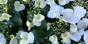 Beitragsbild des Blogbeitrags Gartentherapie – Blumen & Blüten bestaunen 
